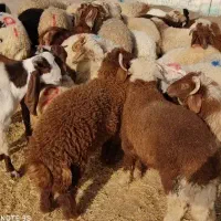 بره گوسفندفروشی سیار ب مناسبت عیدقربان قصاب رایگان
