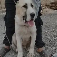 نرو ماده الابای خالص