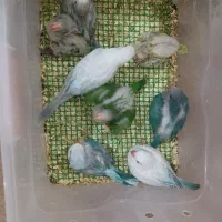 راهب سرلاکی و نرمه خور