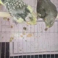 عروس‌هلندی‌سرلاکی