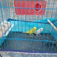 گیسه مایه نزدیک زایمان