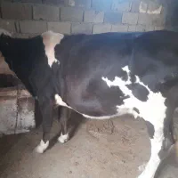 گاووگوساله نر