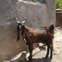 بزغاله پاکستانی