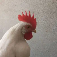 ۵ عدد جوجه ی ۶ ماهه
