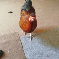 خروس جوان