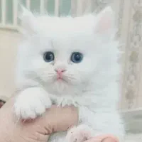 گربه پرشین شیرازی