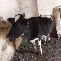 گاو شیری با گوساله