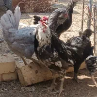 خروس گلین