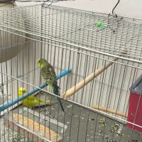 مرغ عشق جفت با تخم و قناری