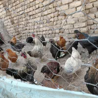 مرغ خروس