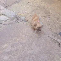 سگ خارجی