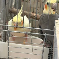 فروش جفت نرو ماده عروس هلندی -تخم گذار