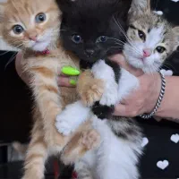 واگذاری سه تا بچه گربه دو ماهه مهربون