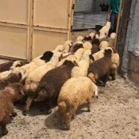 ۲۸راس بره سبک وزن صحرای نمونه ۲۰تا نر ۸تا ماده