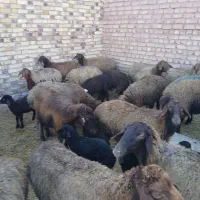 ۱۷راس میش یک دست کردی افشار همه بره دار فقط تماس