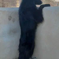 سگ ژرمن بلک اصیل موبلند واکسن خورده