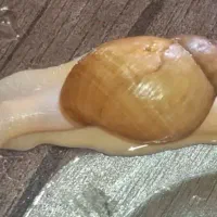 فروش حلزون