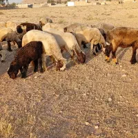 میش|حیوانات مزرعه|شیراز, داریون|دیوار