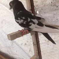 طوقی سینه سیاه