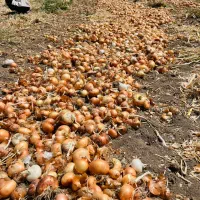 پیاز طلایی و سفید تناژ بالا صادراتی