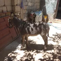 نره