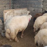 قوچ|حیوانات مزرعه|فیروزآباد (لرستان), |دیوار