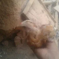جوجه مفت فوری معاوضه با کفتر دارم