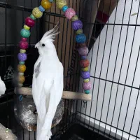 عروس نر البینو تکخال دستی