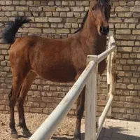 کره اسب24ماهه