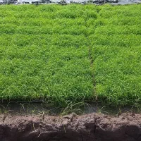 توم هاشمی باکسی