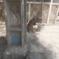 سگ شیپر