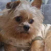 جهت کشش(جفت گیری)