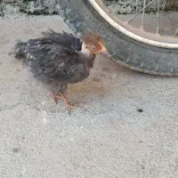 مرغ و جوجه فوری