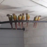 تعدادی گرینچیک دستی