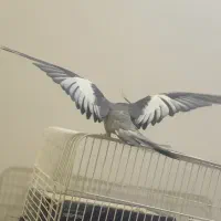 عروس هلندی نر