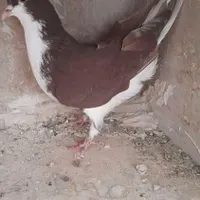 کبوتر خوشرنگ کاکلی سرخ|پرنده|فولادشهر, A2|دیوار