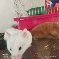 واگذاری|موش و خرگوش|کنگاور, |دیوار