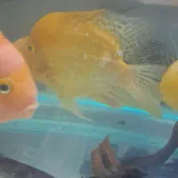 پرت جاینت