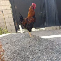 خروس محلی معاوضه با جوجه