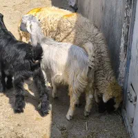گوسفند و بزغاله