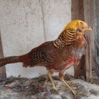 خروس بلژیکی