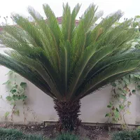 فروش سیکاس