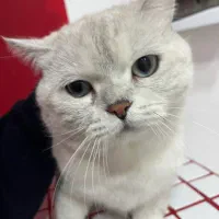 گربه بریتیش چینچیلا سیلور نر چشم ابی