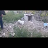 سگ نر