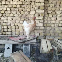 دو عدد برهما