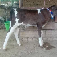 دوعدد گوساله سیمینتال یکی نر یکی ماده ۹۸ تومان گاو