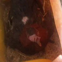 مرغ کرچ