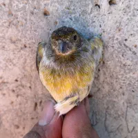 ماده دورگ گلبسر قناری