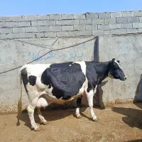 گاو صنعتی آبستن سنگین 40کیلوشیر