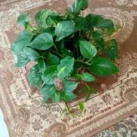 گل پتوس خیلی سرحال